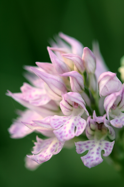 Orchis tridentata .... Un''orchidea al giorno...